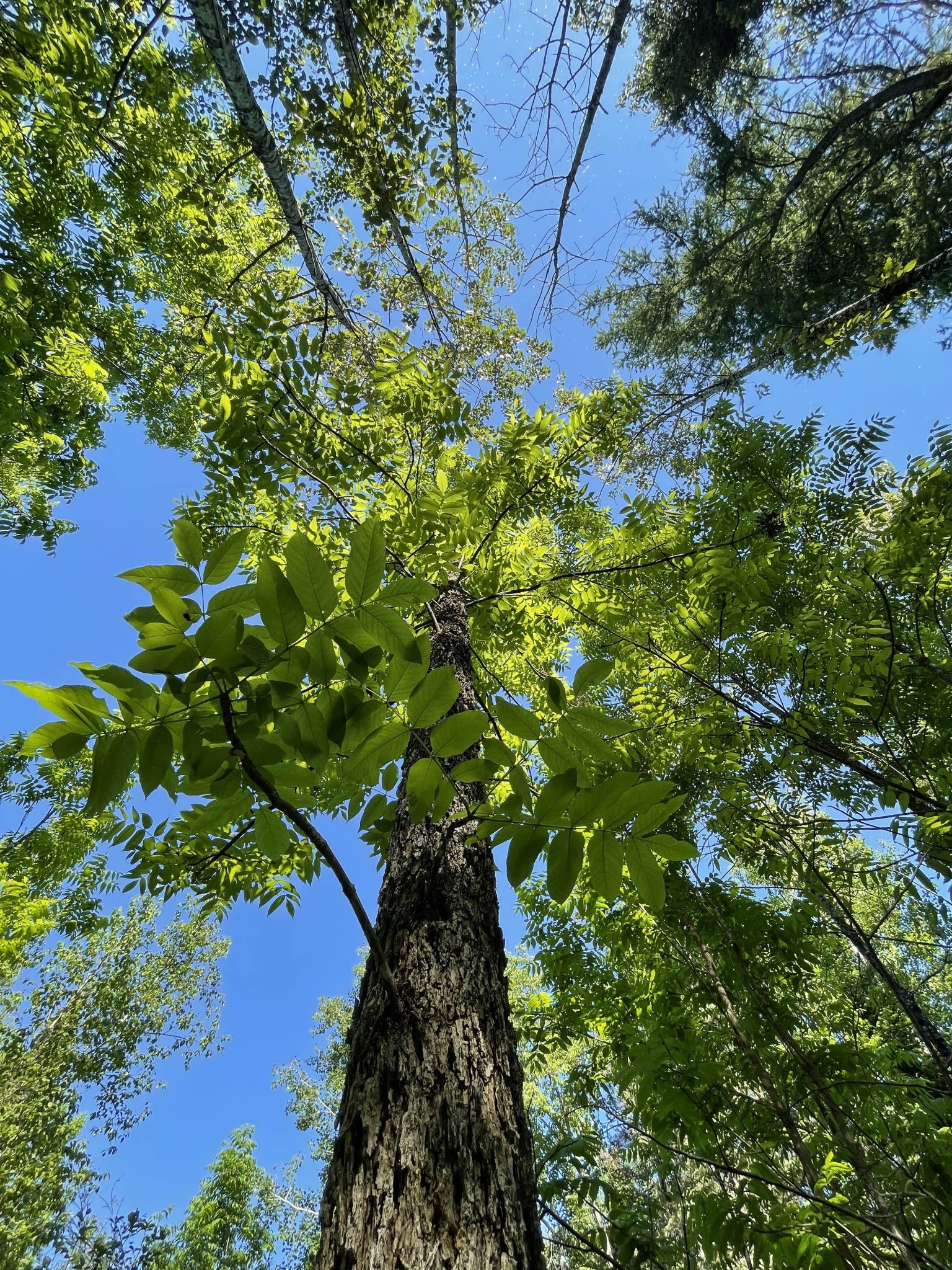 Spotlight on Humanities in Sustainability Studies | Protecting Brown Ash for Forest Ecosystems and Cultural Sustainability