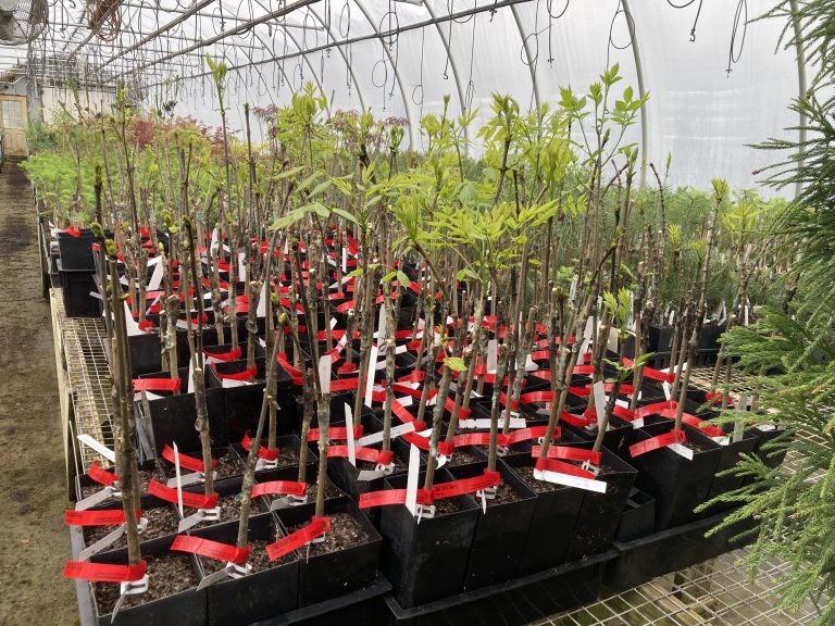 Monitoring and Managing Ash (MaMA) Talk: Lingering Ash Detection for Resistance Breeding – How You Can Help!