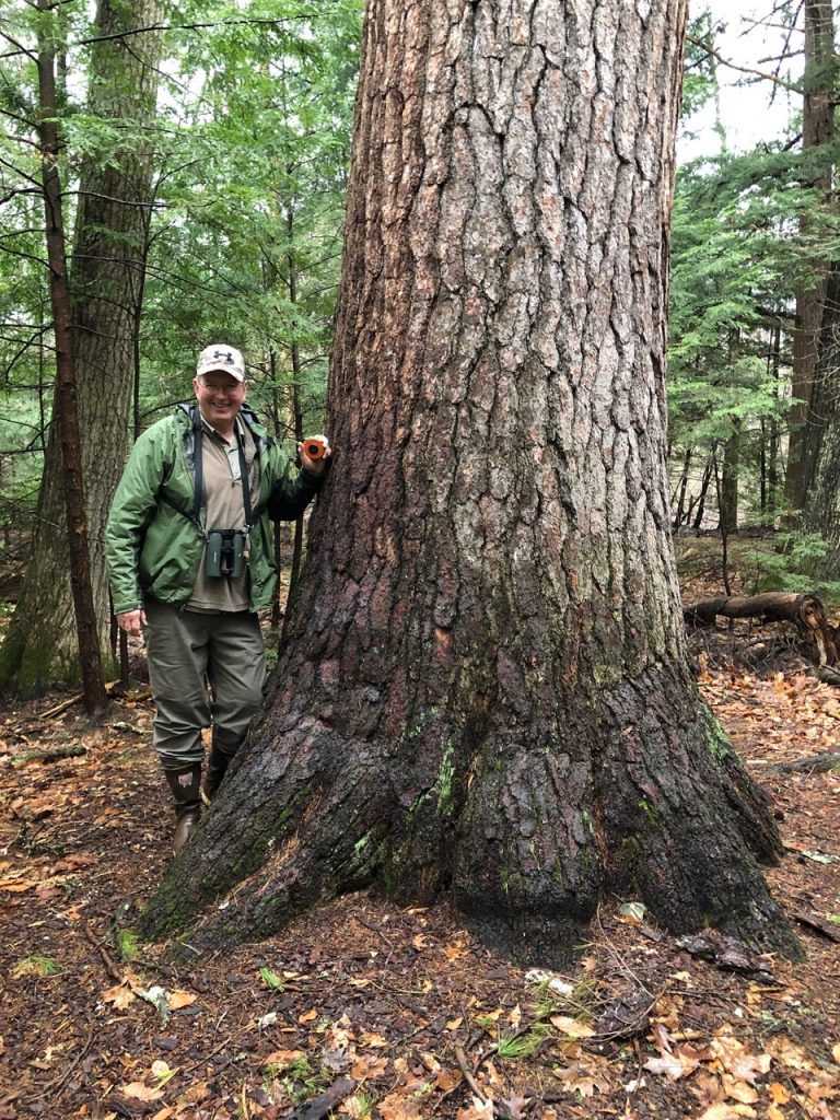 Protecting the Headwater Forests of the White Mountains: Case Studies with David Govatski | Mountain Voices Lecture