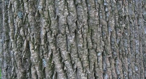 tree bark