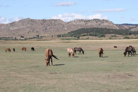 Wild horses Forever Free, Black Hills Wild Horse Sanctuary Hot Springs, South Dakota