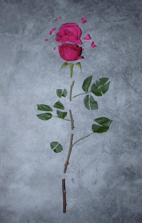 Kathryn Anderson, "Collateral Beauty", Photography.