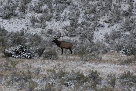 Elk at Winter Wonder, Yellowstone National Park Yellowstone, Wyoming
