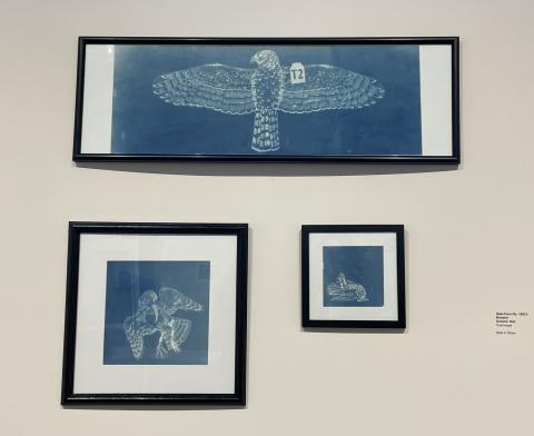 Autumn Heil, “Specimen No. 10921: Banded”, Cyanotype. Level B. Best in Show.