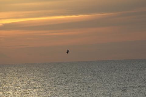 bird flying over the ocean, Ocean City, Maryland