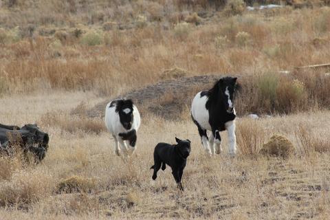 Running Free, Mermaid Cottage Del Norte, Colorado