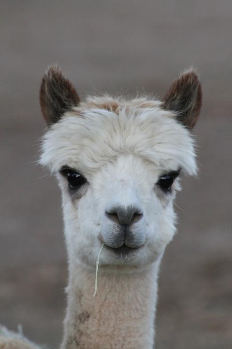 Alpalca chewing grass at Alpaca Ranch Coeur d’Alene, Idaho