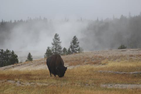 Bison, Yellowstone National Park Yellowstone, Wyoming