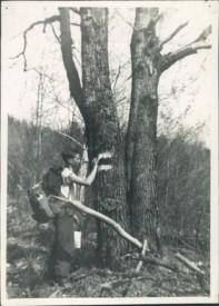 Dartmouth Outing Club members blaze the Appalachian Trail between Holts Ledge and Mount Cube in the 1930s