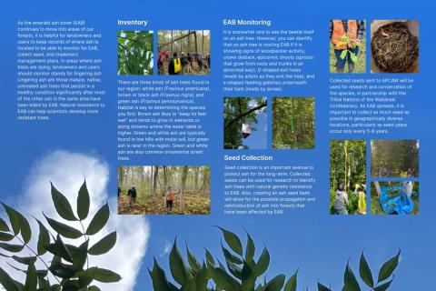 Ash Protection Collaboration Across Wabanakik (APCAW)
