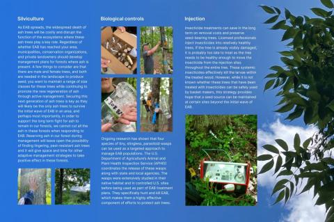 Silviculture, Biological Controls and Injection of EAB