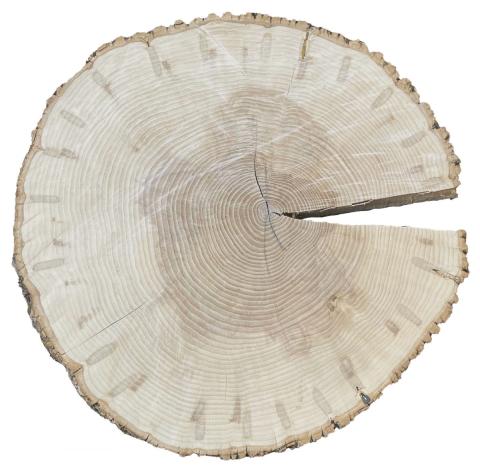 large ash wood cookie