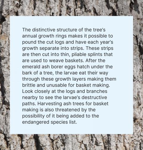 Harvesting ash trees for basket making information