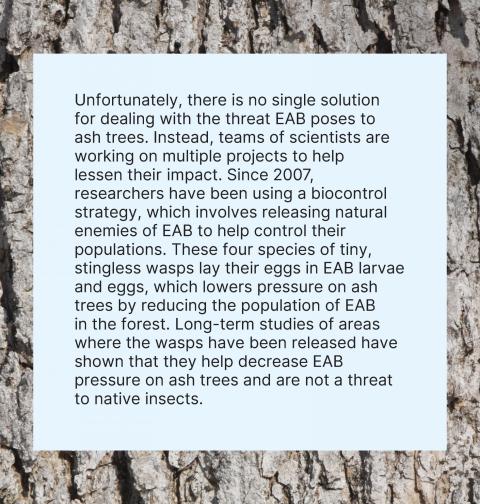 information on Protecting Against EAB