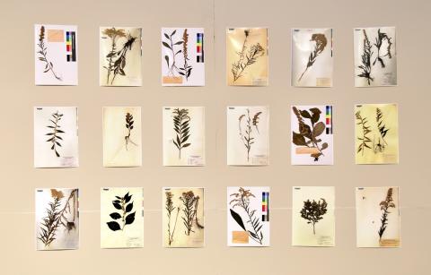 Examples from the PSU Herbarium collection