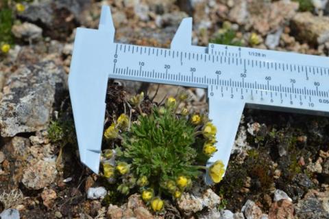 Dwarf Cinquefoil Research outdoors in the White Mountains
