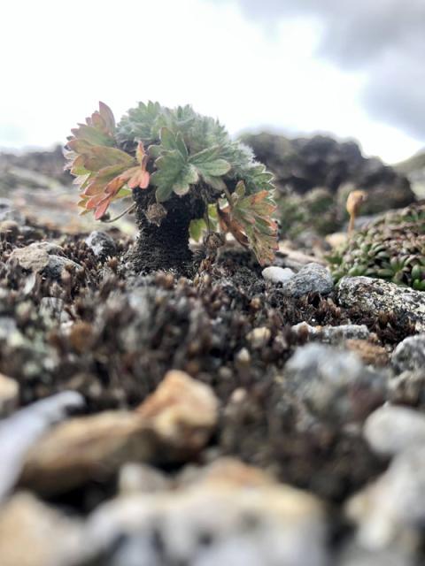 Dwarf Cinquefoil Research outdoors in the White Mountains