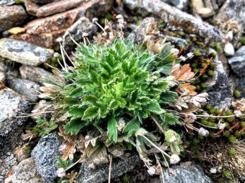 Dwarf Cinquefoil Research outdoors in the White Mountains