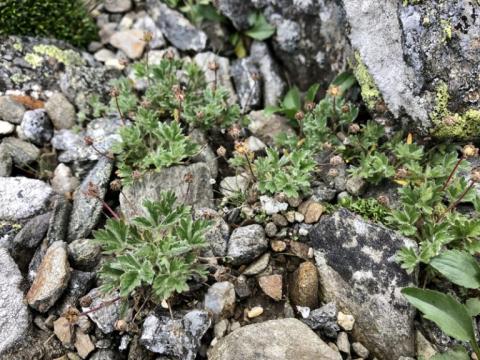 Dwarf Cinquefoil Research outdoors in the White Mountains