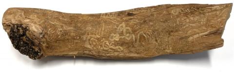 piece of wood show the distinctive s-shaped feeding of emerald ash borer