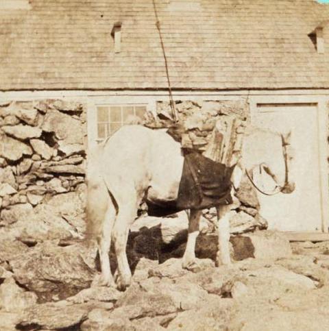Horse called snowball stereoview card