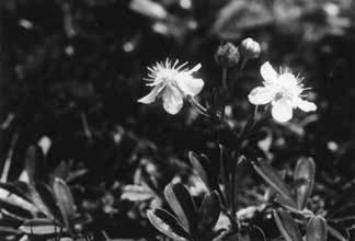 Three toothed cinquefoil. Photograph by Miriam Underhill.