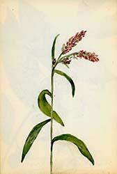 Mary Perkins Osgood, Watercolor journals, 1895–1900 drawing