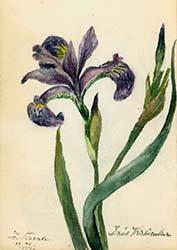Mary Perkins Osgood, Watercolor journals, 1895–1900 drawing