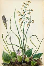 Mary Perkins Osgood, Watercolor journals, 1895–1900 drawing