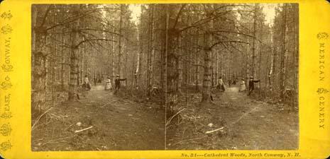 Cathedral Woods, North Conway. Stereoview card image.