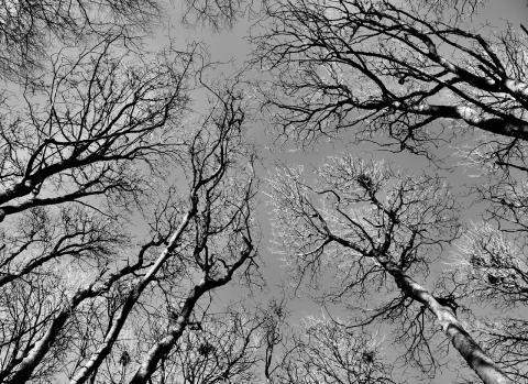 wych elm