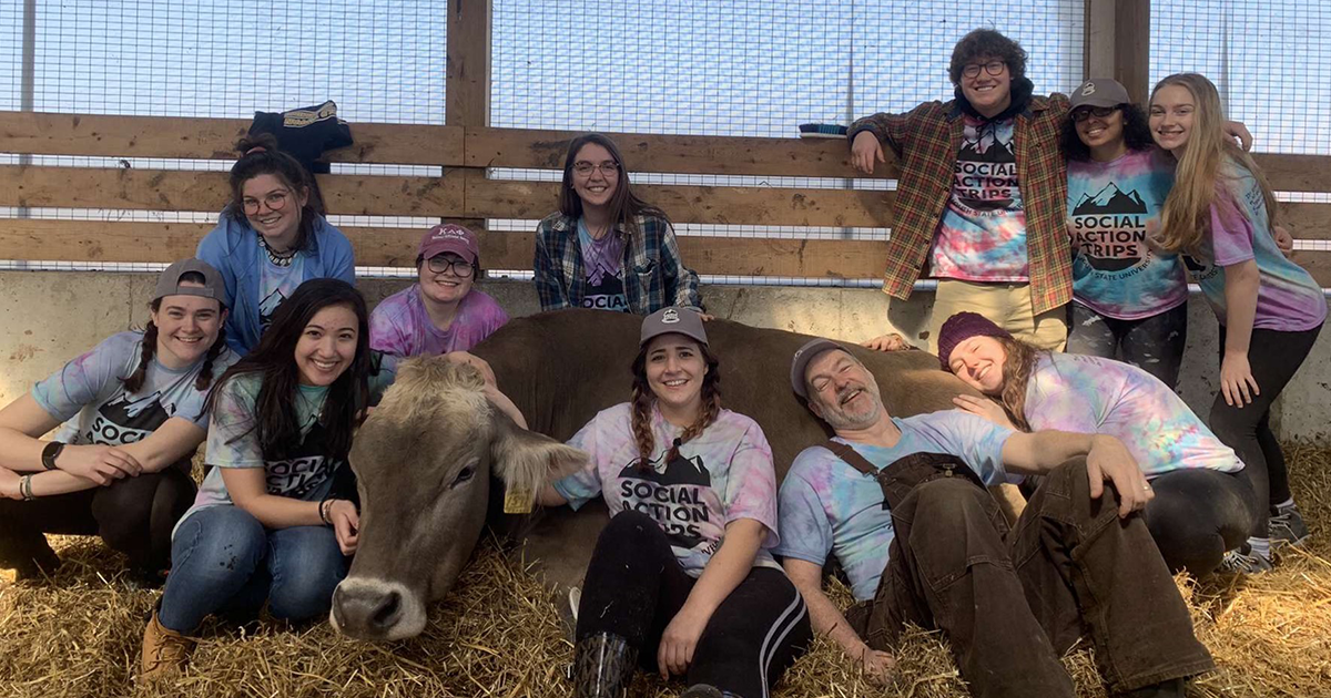 Group of students cuddling a cow