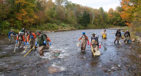 students in stream catching fish