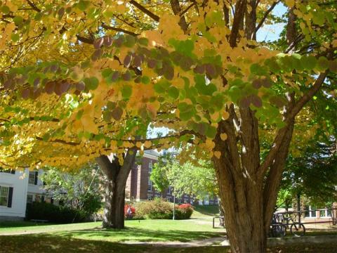 Plymouth Campus in the fall