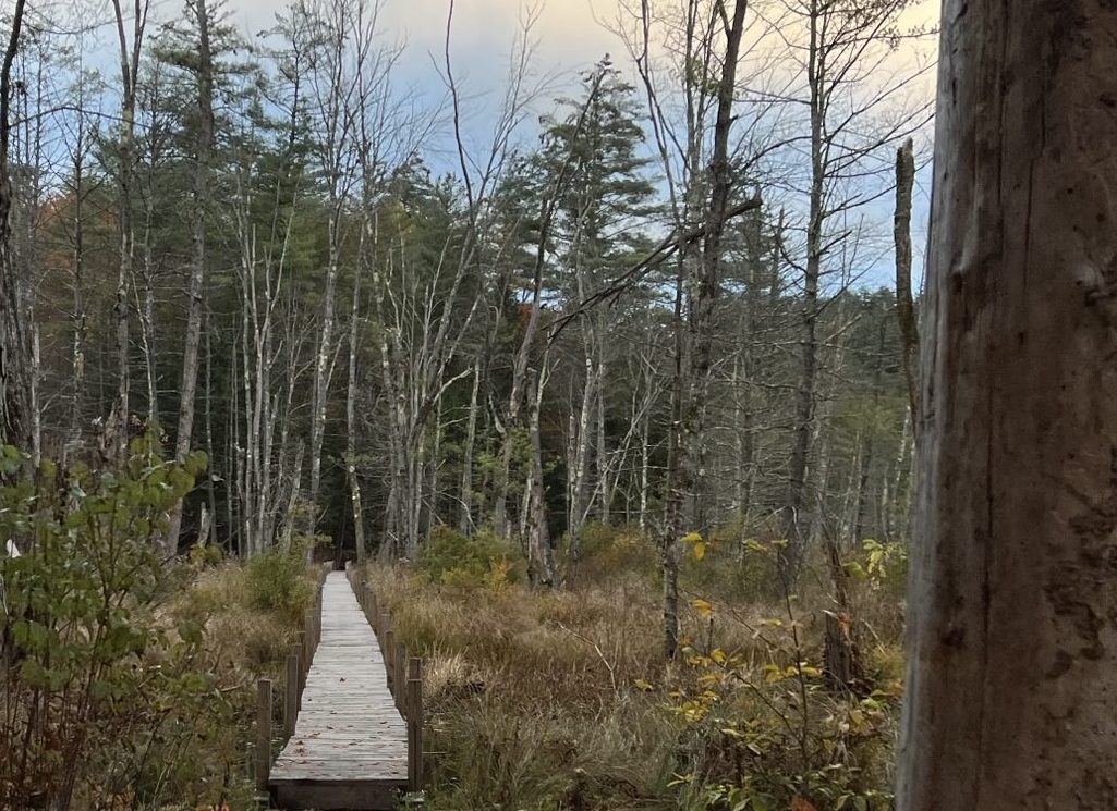 woods